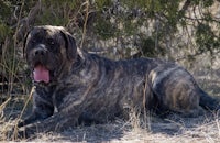 a large black dog is laying in the grass