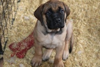 a black and brown puppy sitting in a cage