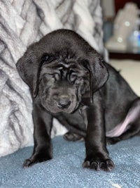 a black puppy laying on top of a pillow