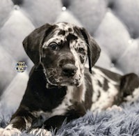 a black and white puppy laying on a blue couch