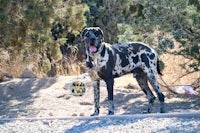 a large black and white dog standing in the dirt