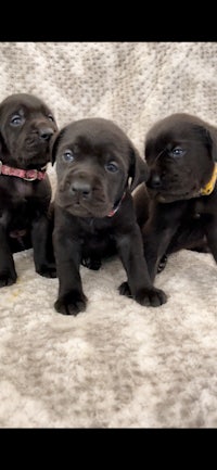 three black labrador puppies sitting on a blanket