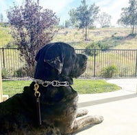 a large black dog sitting on a porch