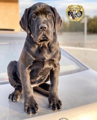 a black dog sitting on the hood of a car