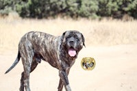 a large black dog standing on a dirt road