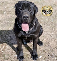 a black dog sitting on the ground with his tongue out