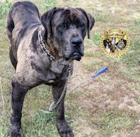 a large dog standing in the grass with a chain around his neck