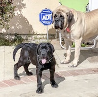 two black dogs standing next to each other in front of a house