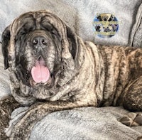 a large dog laying on a couch with his tongue out