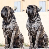 two large dogs sitting on a sidewalk