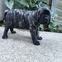 a black and white puppy standing on a concrete sidewalk