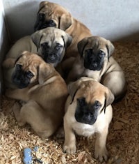 a group of puppies are sitting in a kennel