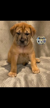 a small brown puppy sitting on a blanket