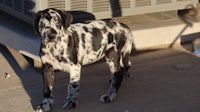 a black and white dalmatian puppy