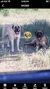 two dogs standing in the grass with their tongues out