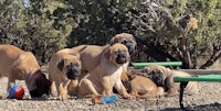 a group of dogs playing with a frisbee in the dirt