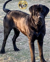 a black dog standing in a field