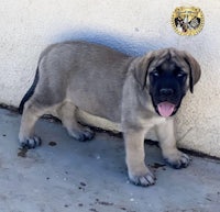 a puppy is standing in front of a wall