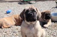 a group of puppies sitting on gravel in a yard