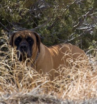 a dog is standing in a field of tall grass