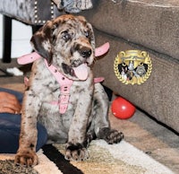 a puppy is sitting on the floor next to a couch