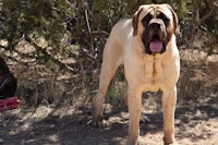 a large dog standing in a field