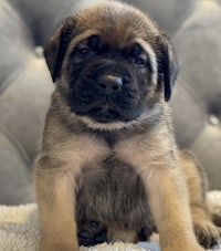 a black and brown puppy sitting on top of a couch