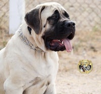 a large dog sitting on the ground with its tongue out