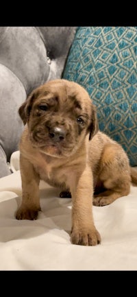 a small brown puppy sitting on top of a pillow