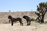 two large dogs standing on a dirt road