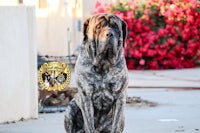 a large black dog sitting on the sidewalk