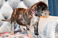 a black and brown puppy standing on a couch