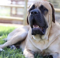 a large dog laying in the grass with its mouth open