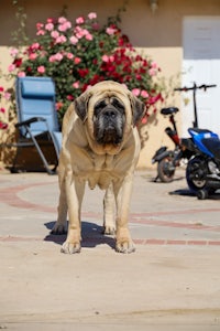 a large dog standing in front of a house