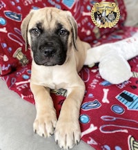 a puppy is laying on a couch with a stuffed animal