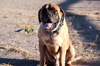 a large brown dog sitting in the dirt