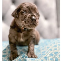 a small brown puppy sitting on a blue blanket