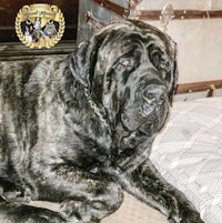 a large black dog laying on top of a bed