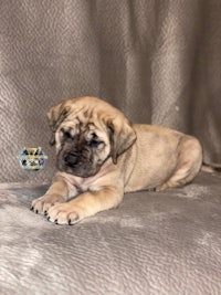 a small puppy laying on a gray couch