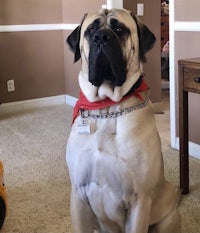 a large dog with a red bandana sitting on the floor