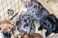 a group of puppies are laying in a cage