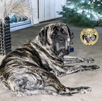 a black and white dog laying on the floor in front of a christmas tree