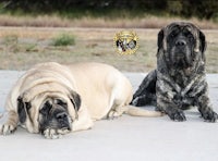 two large dogs laying next to each other