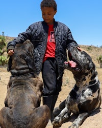 a boy is petting two dogs