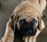 a puppy is laying on a wooden floor