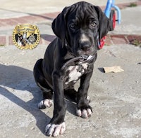 a black dog is sitting on the sidewalk