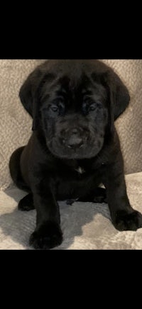 a black puppy is sitting on a couch