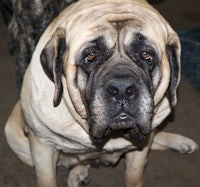 a large dog is sitting on the floor