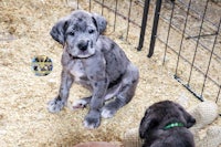 two grey and black puppies in a cage with a teddy bear