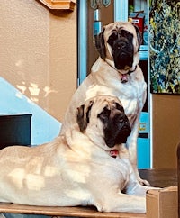 two large dogs laying on a wooden bench